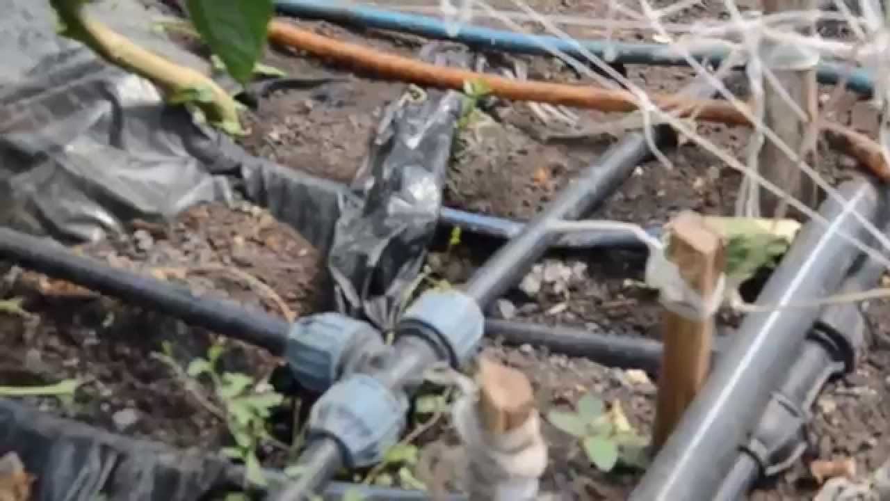 Капково напояване на пипер в полиетиленови оранжерии - YouTube