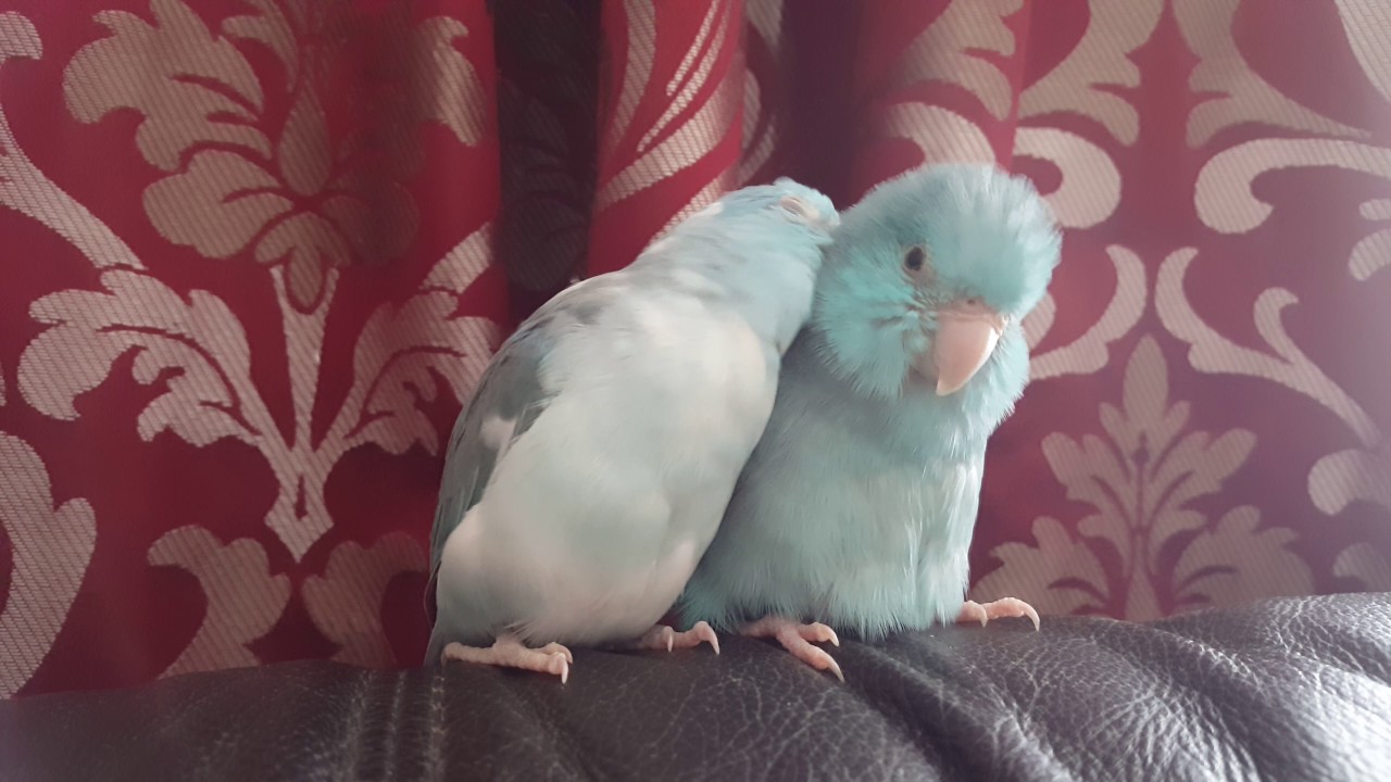 Picture of Parrotlet grooming - YouTube