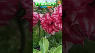 Big Caudex Adenium Lovers Special 😍 📞 6294406973 #shortvideo #gardening #flowers