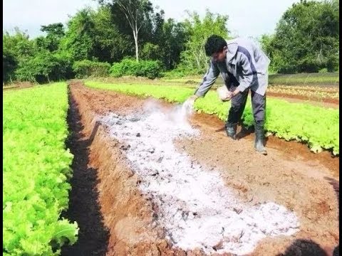 Mejoramiento del suelo y pastos a través de la cal agrícola - La Finca de  Hoy 