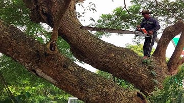 Cưa Cây Còng Siêu Khủng Máy Stihl Ms 382 / Super Giant Cuff Saw Stihl Ms 382 | Tập 890