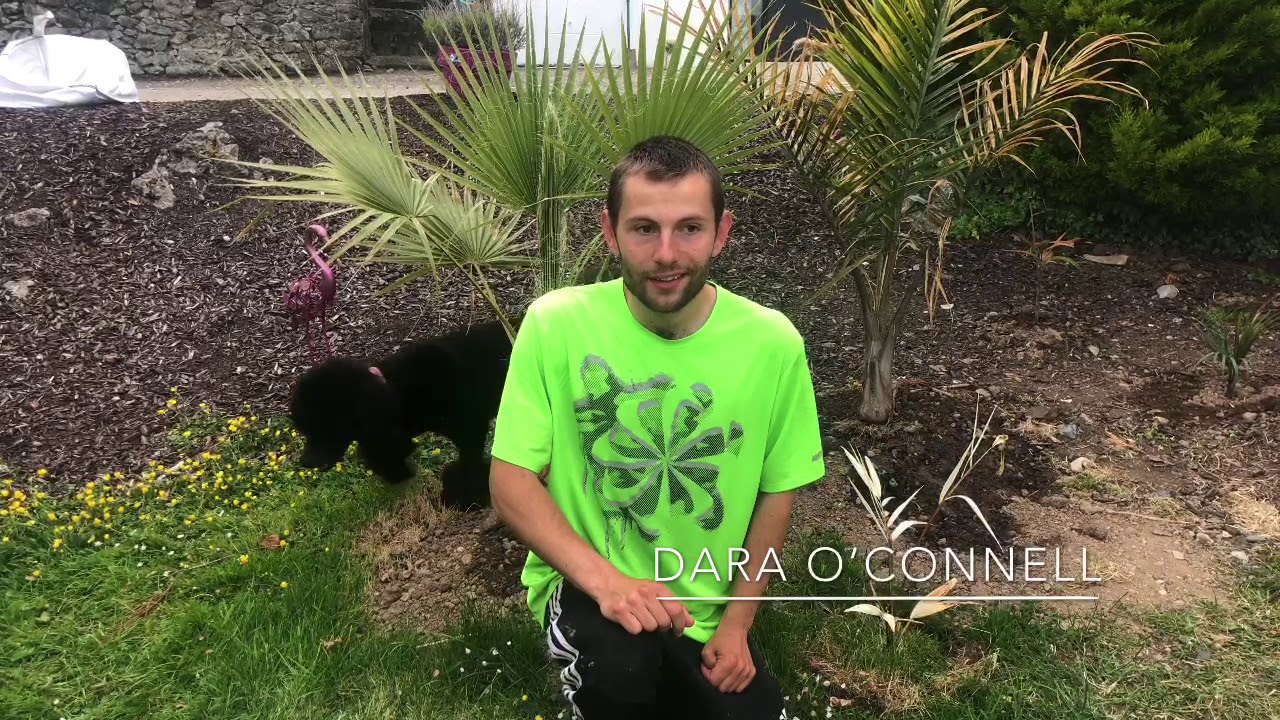 The Fan Palm