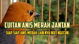 Cuitan ANIS MERAH jantan