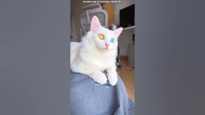 Video 10934611: cat animals facts, animals mainly cats