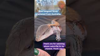 Amazing creatures blue tongued Skink.