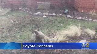 Coyote Caught Howling In Near North Backyard