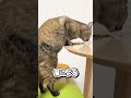 猫缶の開ける音を絶対に聞き逃さないのはなぜ【猫あるある解説】 #shorts