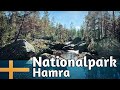 Nationalpark Hamra - Uralte Wälder, Stille Moore und eine kleine wilde Flusslandschaft