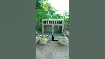 Techniques  trap quail underground using cardboard and holes #shorts #create #traps