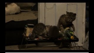 Папа кот и его котята потрошат на столе пакет с китикетом