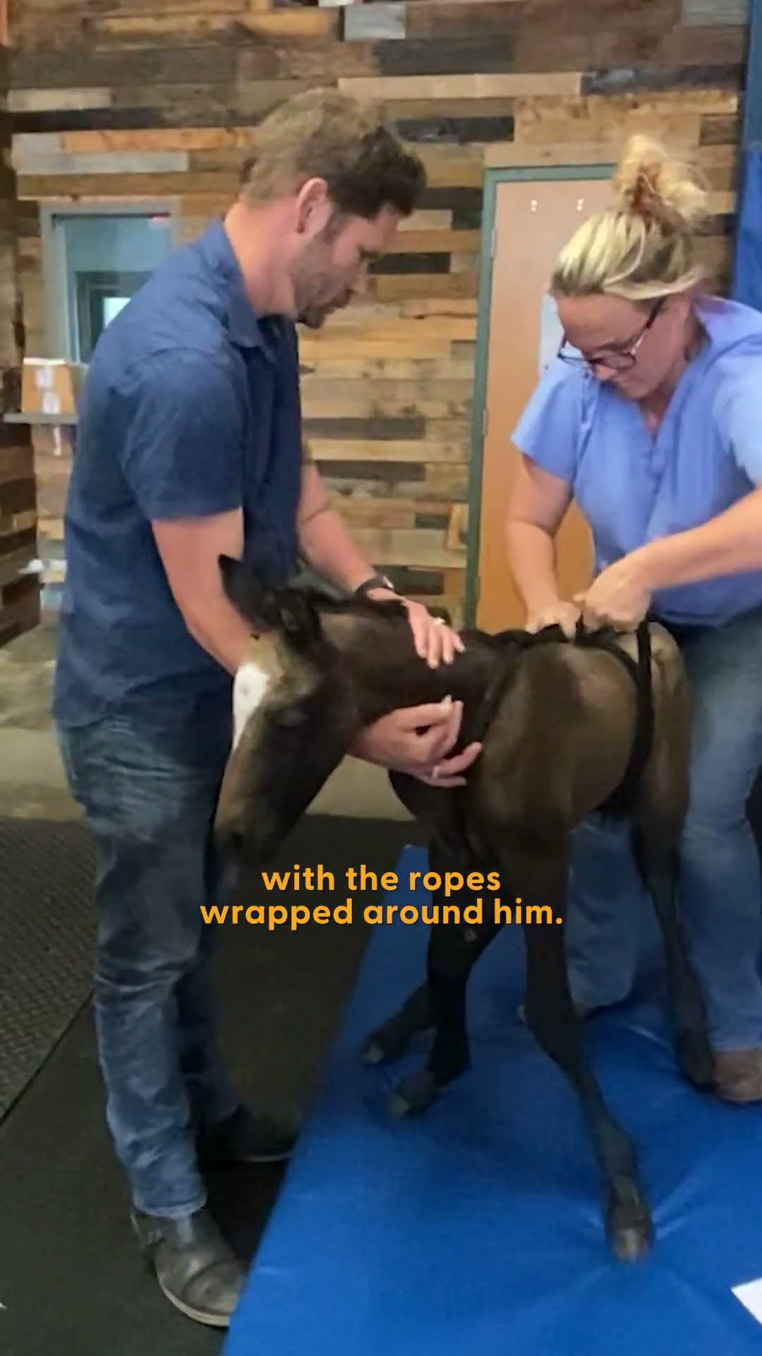 Newborn Baby Horse Couldn't Stand Up At All, Until... | The Dodo