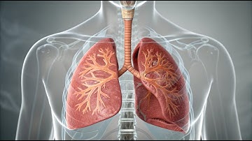Inside the Lungs: How an Asthma Attack Happens