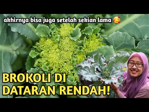 Anak Pokok Brokoli