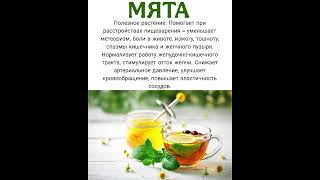 Полезные Свойства Мяты #здоровье #зож #мята #shorts