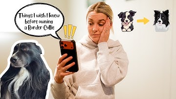 Before getting a border collie … WATCH THIS VIDEO!!! 