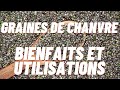 Graines de chanvre  bienfaits et utilisations