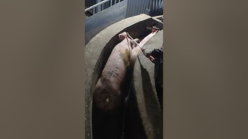 🐷 The Final Walk: A Pig’s Last Journey to the Slaughter Section💥