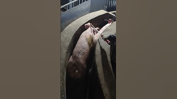 🐷 The Final Walk: A Pig’s Last Journey to the Slaughter Section💥
