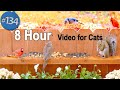 TV for Cats 😻8 Hours of Birds NO ADS Uninterrupted CatTV 🐦 Plus Squirrels! 🐿 Birds Chirping!