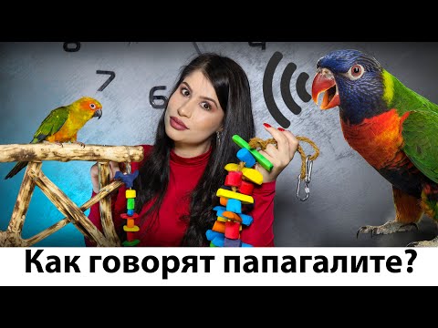 Видео: Говорят ли дербийските папагали?