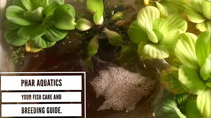 Video 7870171: siamese fighting fish, breed siamese, best breed