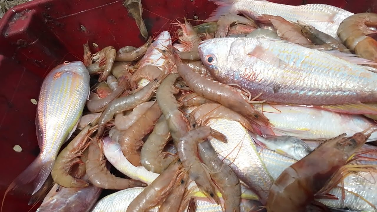 Trún Lớn Đầu Năm Tôm Cá Giá Trị Cao Anh Phúc Làm Gỏi Cá Cho Bữa Côm Trưa Thiệt Ngon l Biển Đục