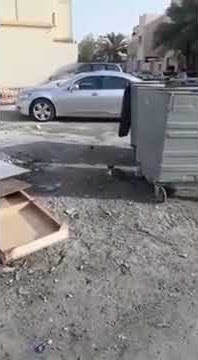 Video Lucu kucing Terbentur Di Mobil