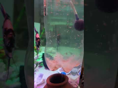 صغار سمك الجوبي بعمر يومين وضعها في نفس الحوض في فصل الشتاء