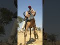 كيف ي هدئ المزارع جملا يتألم باستخدام قشة فارغة وقشة أخرى