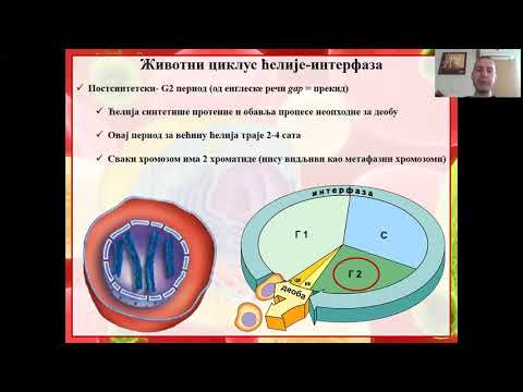 Životni ciklus ćelije - mitoza