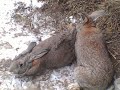 Спаривание кроликов после окрола, разведение кроликов фландр