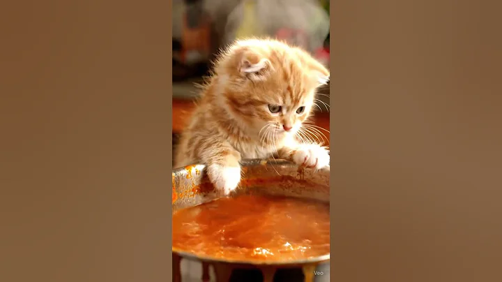Watch the video about Fat Orange Kitten and Mom’s Kitchen Chaos – Funny