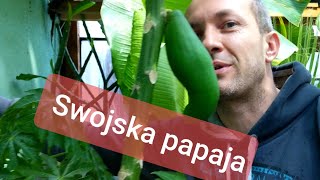 Jak urosła Papaja przez zimę + banan który będzie owocował bananami bez nasion. Odc 1328