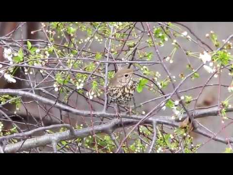 Oxuyan qaratoyuq (Turdus philomelos) | QUŞLARI TANIYAQ