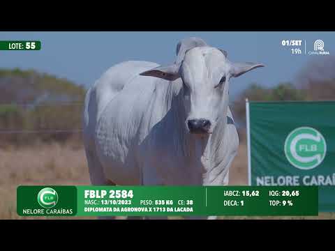 Lote 55   FBLP 2584