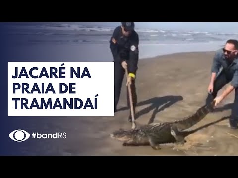 Jacaré na praia de Tramandaí, no Litoral Norte gaúcho.