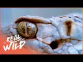 Explore The Western Diamondback Rattlesnake! | Real Wild