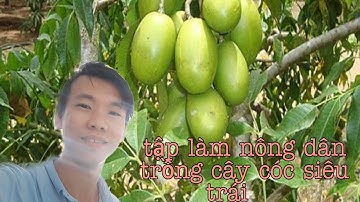 Nhân giống cây cóc sau 40 ngày