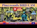 🐦 LIVE Bird Feeder Cam | Who Will Visit Next? | Woodpeckers, Mockingbirds, Blue Jays