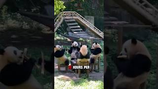 Panda, The Biggest Failure Of Natural Evolution