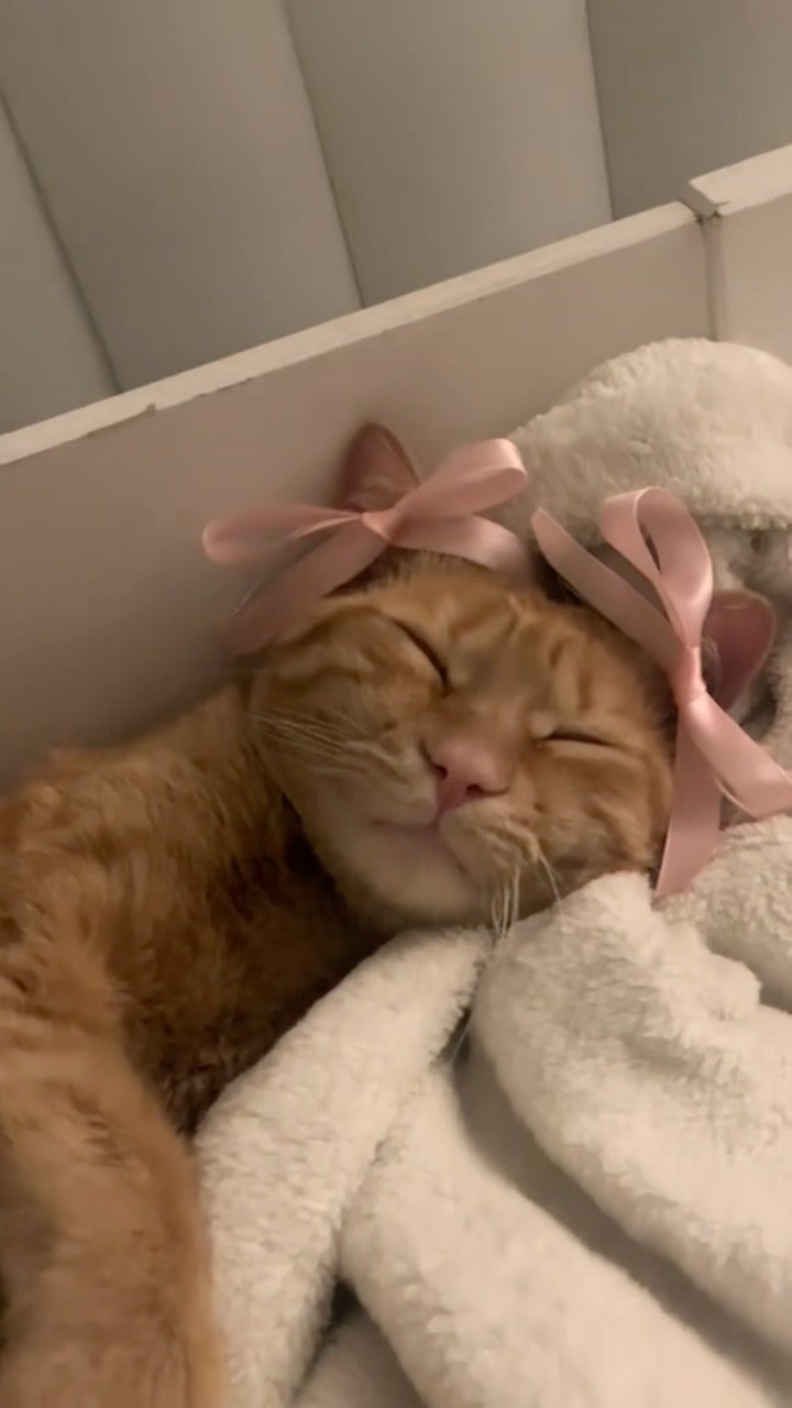 #JasonDeruloTV // Sleeping Cat ? #GotPermissionToPost From TT @katejimxnxz #SlowLow