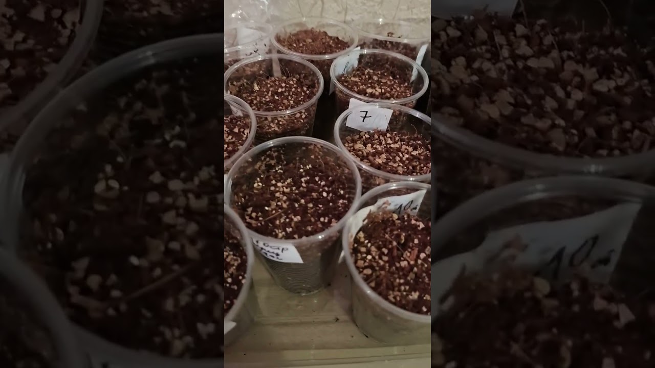 20 февраля 2026г Томаты для раннего урожая и первые выходы.