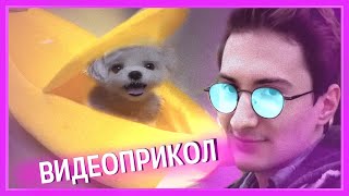 Олёша смотрит видео приколы 5