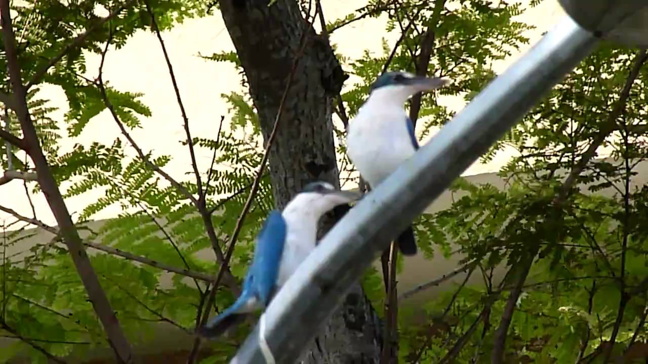 Collared Call Collared Kingfisher - other calls - YouTube
