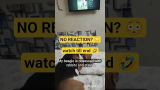 Beagle Hears Rabbit… and Does NOTHING 😳🐶