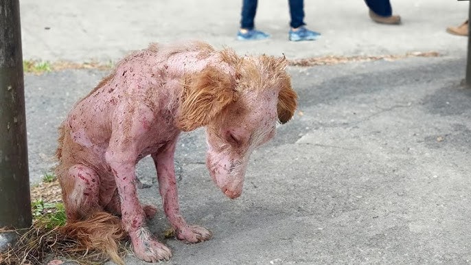 She just stayed there waiting in vain for her owner and gradually collapsed  - YouTube