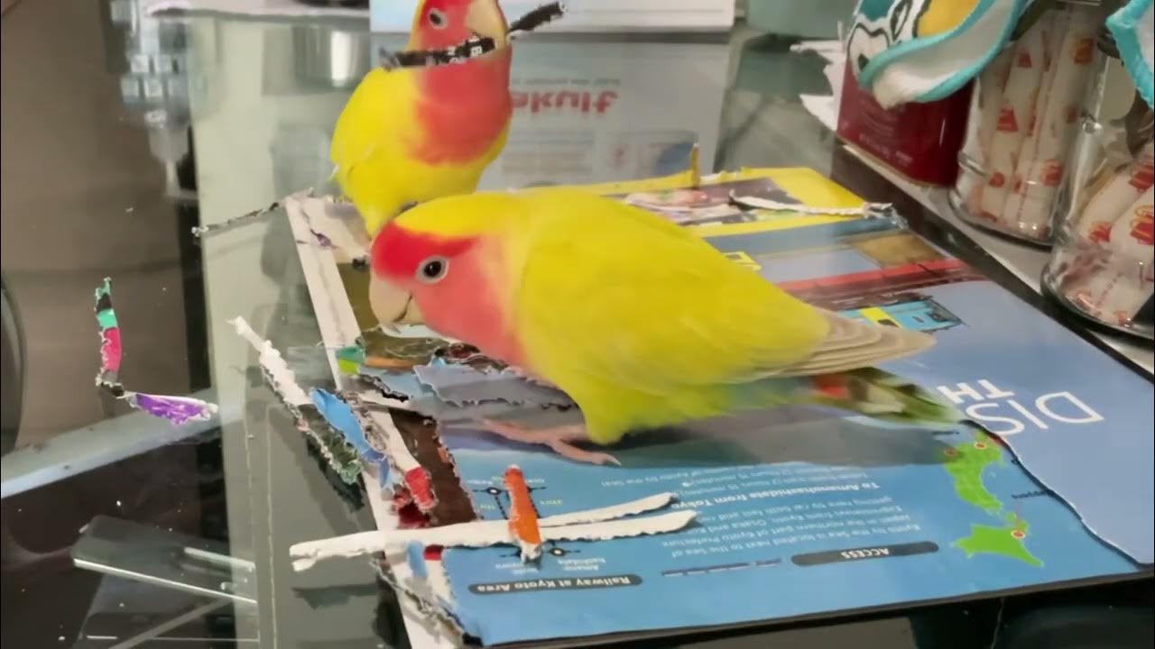 Lovebirds love to shred papers YouTube