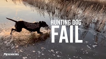 Hunting Dog Fail Most Duck Hunters Make