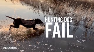 Hunting Dog Fail Most Duck Hunters Make