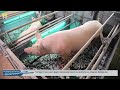 Четири тона месо дари свинекомплекс на жители на община Добричка